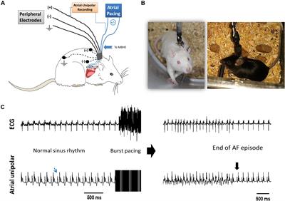 Rapid Atrial Pacing Promotes Atrial Fibrillation Substrate in Unanesthetized Instrumented Rats